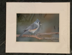 Bird Photographs NEW LARGE Set of 3 Signed Kingfisher Sparrow Tufted Titmouse??