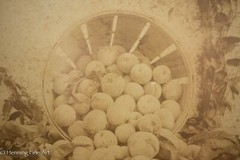 Beautiful Antique Albumen Print Photograph of Bushel of Apples, Lovely!