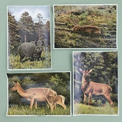 1937 PHOTO COLLECTION- “WILD ANIMALS FROM THE FOREST AND MEADOWS“ FROM GERMANY
