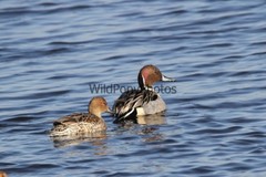 Pintails Photo, Pick One Image – Various Sizes