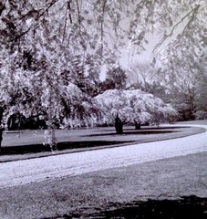 SAMUEL H. GOTTSCHO Vintage 1940s Landscape Gelatin Silver Photo on Board 19 x 15