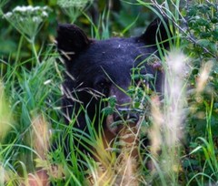 CANVAS PHOTOGRAPHY MONTANA BLACK BEAR PRINT ART 16″ X 16″ – BLACK BEAR