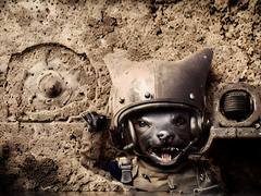 ART PHOTO Digital Collage Wallpaper Background Image – Animal war soldier