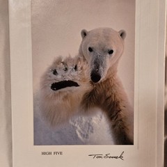 (3)Signed Tom Soucek Polar Bear Cub Photograph Anchorage Alaska (2) Walker/Bushu