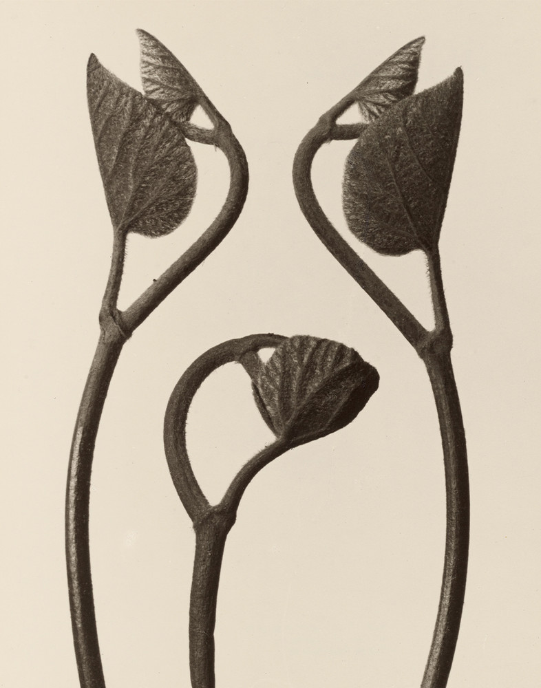 Aristolochia Stems and Leaves Karl Blossfeldt Photograph Print 11″x14″