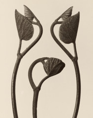 Aristolochia Stems and Leaves Karl Blossfeldt Photograph Print 11″x14″