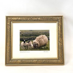 Celtic Images Photography Ireland Rick Henderson Signed “Family Portrait” Sheep