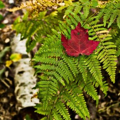 Fall in Keweenaw michigan fern autumn fine art Photography Ansel Adams
