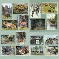 1937 PHOTO COLLECTION- “WILD ANIMALS FROM THE FOREST AND MEADOWS“ FROM GERMANY