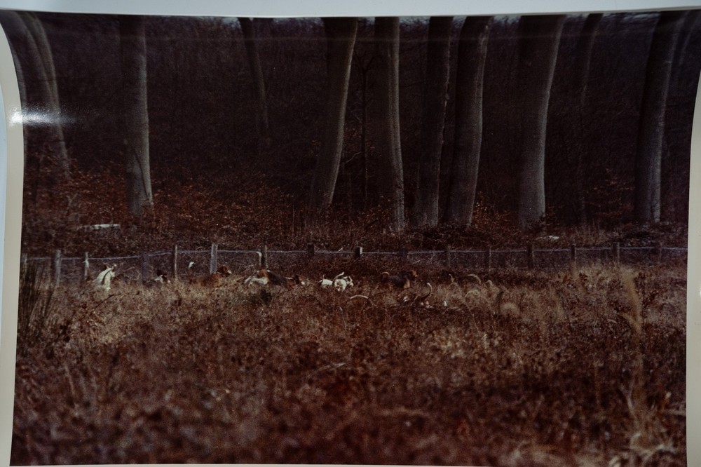 Analog Photo France Hunting Hound Horse 24X30CM 1970