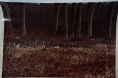 Analog Photo France Hunting Hound Horse 24X30CM 1970