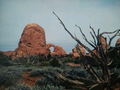 18×14 Matted Photo USA Desert Driftwood Rock Formation W.A.S. ’97