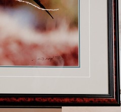 1991 Thomas Mangelsen «The Perch – Carmine Bee-Eaters» Signed L.E. 515/950 Photo