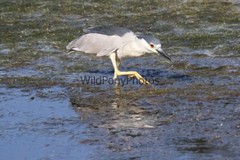 Black Crowned Night Heron Photo, Pick One Image – Various Sizes