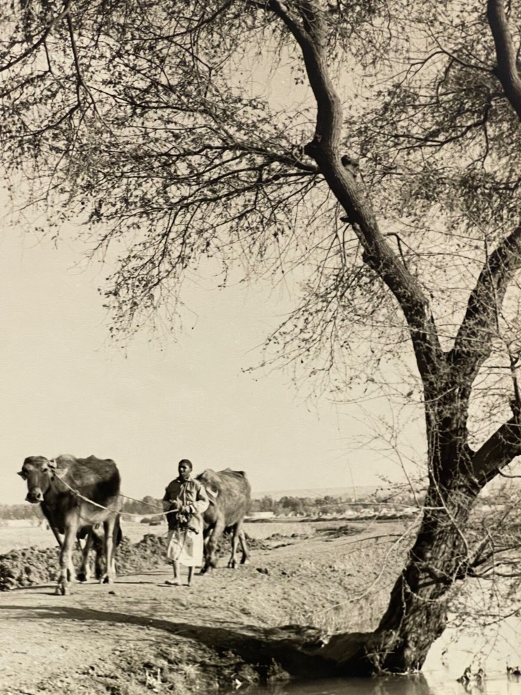 Large Signed Black & White Photo Print 1952 Egypt Man & Cows