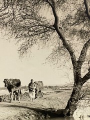 Large Signed Black & White Photo Print 1952 Egypt Man & Cows