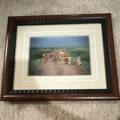 Thomas Mangelsen “Changing Lanes” signed limited edition framed color photo