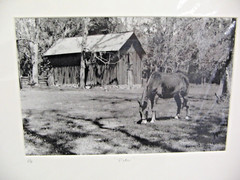 MATTED PHOTOGRAPHY Old Friend Pete A/P B&W 16 x 20 with COA By Larry Santucci