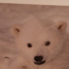 (3)Signed Tom Soucek Polar Bear Cub Photograph Anchorage Alaska (2) Walker/Bushu