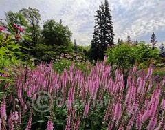 Tall Pink Flowers, Desktop Wallpaper Background, Wall Art, Non-AI Digital Photo