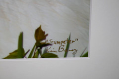 Trumpeter Swan Wildlife Photo 8″ x 10″ in 11″ x 14″ Matte Signed by Kim Barry
