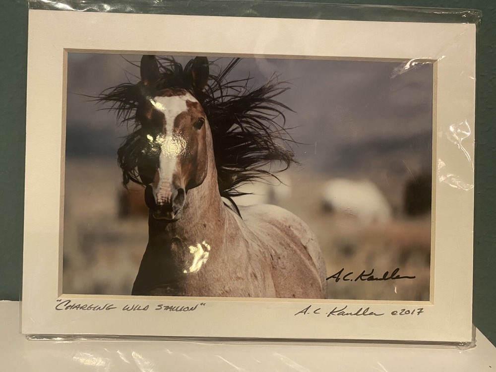 A.C. Kandler Fine Art Photograph Wild Horse “Charging Wild Stallion” – 5”x7”
