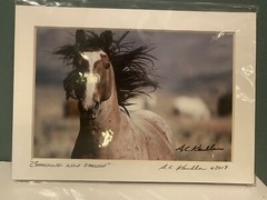 A.C. Kandler Fine Art Photograph Wild Horse “Charging Wild Stallion” – 5”x7”