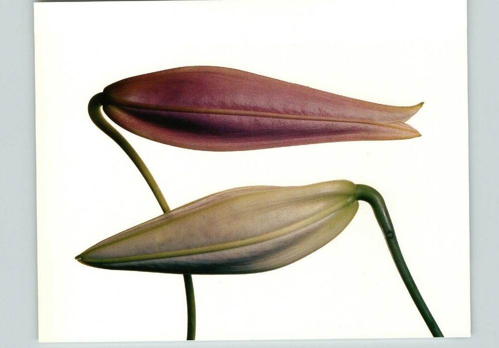 1980 Irving Penn ORIGINAL Imperial Pink & Gold Lily Flower Bud Art Photo 11″ 14″