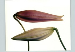 1980 Irving Penn ORIGINAL Imperial Pink & Gold Lily Flower Bud Art Photo 11″ 14″