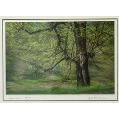 Sarah Hood Salomon Early Spring Framed Archival Photo Signed Numbered 3/25 Art