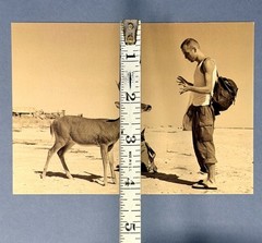 Wolfgang Tillmans Art Photo Print Card By Fotofolio – Deer Hirsch, 1995