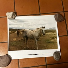 Janine Gordon Photograph 20×24″ C-print Edition 2 Horses Marfa Texas Signed