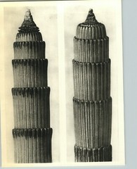 1942 Original BOTANICAL Rough Horsetail Fern II PLANT Photo Art KARL BLOSSFELDT