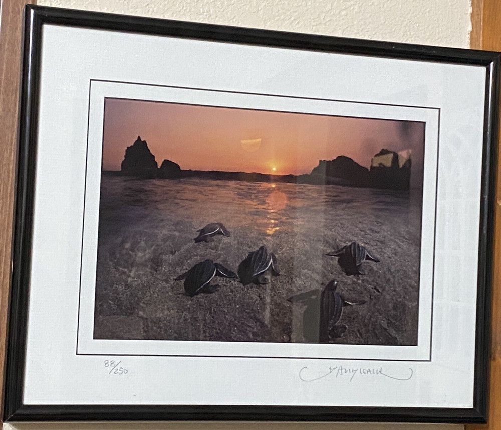 David Leach Signed photograph Mat Frame Lookout Below Leatherback Parade 88/250