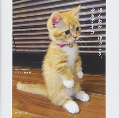 Warm, Cozy, and Relaxed Kittens Photobook Paperback 2018 from Japan