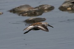 Dunlin Photo 1, Pick One Image – Various Sizes
