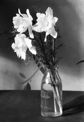 still life w flowers, unusual, Eduard PEZDIKA, vintage fine art negative! 1935,