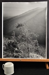 Pine tree, cliff, sunset, Platte Clove – Thomas Teich