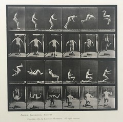 EADWEARD MUYBRIDGE authentic 1887 collotype ANIMAL LOCOMOTION PLATE 363 – lewitt