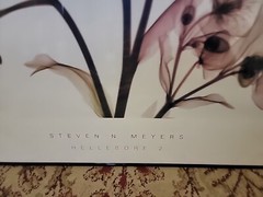 ALSTROMERIA Hellebore 2 STEVEN MEYERS XRAY FLORAL FLOWERS SEE THROUGH Art Print
