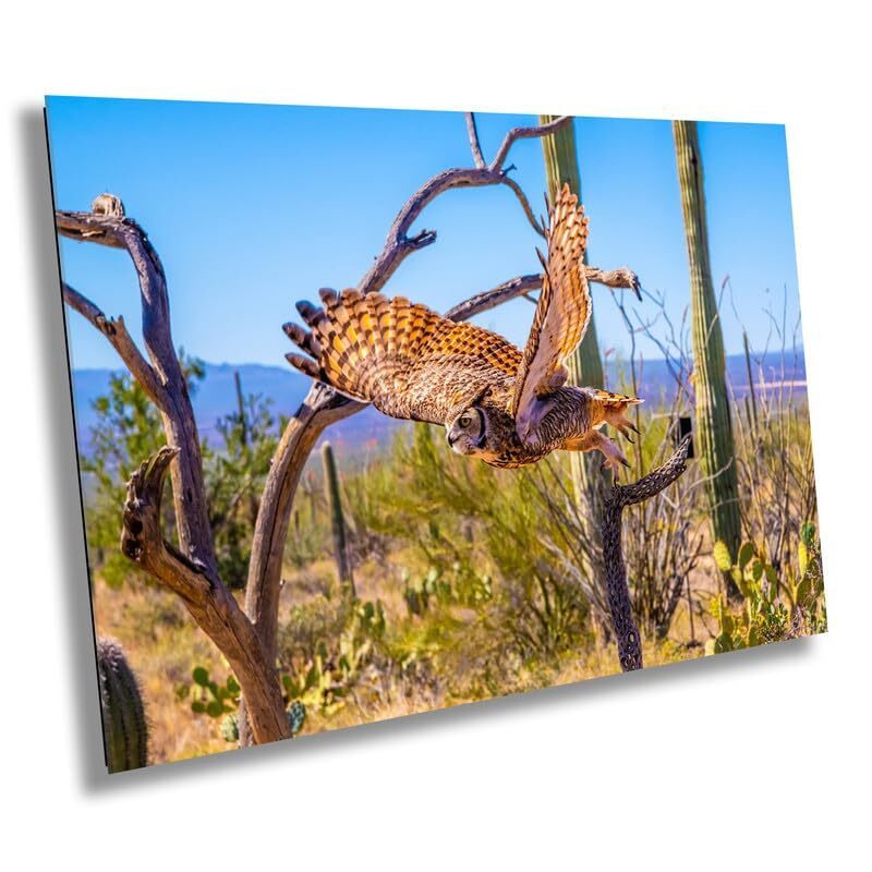 Superb Owl: Birds of Prey Wildlife Sonoran Desert Owl Bird Metal Canvas Print