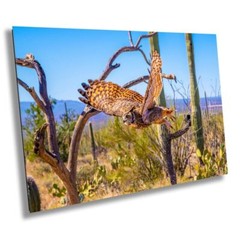 Superb Owl: Birds of Prey Wildlife Sonoran Desert Owl Bird Metal Canvas Print