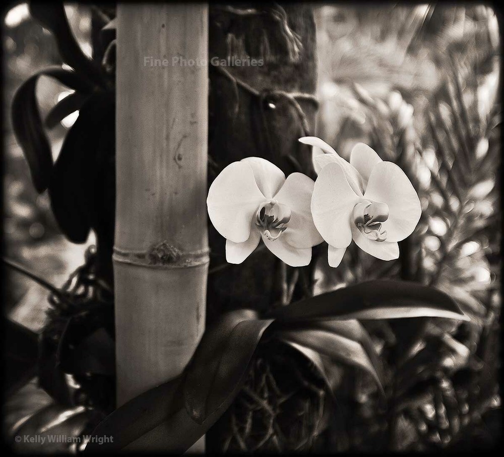 KELLY WILLIAM WRIGHT Original Zen Garden MOTH ORCHID Flower Photo Art 13×15 in