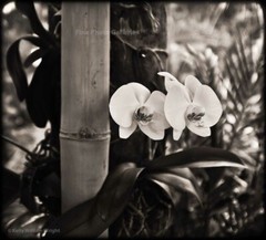 KELLY WILLIAM WRIGHT Original Zen Garden MOTH ORCHID Flower Photo Art 8.5×9.5 in