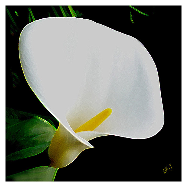 Calla Lily Spectacular 12″ x 12″ Fine Art Floral Print