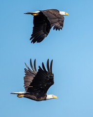 24 x 20 metal print of two eagles in flight
