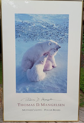THOMAS MANGELSEN MOTHER’S LOVE – POLAR BEAR Mom & 2 CUBS LARGE Poster 24″ x 37″