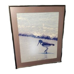 Framed Photo Of American Oystercatcher At Cayo Costa, Florida By Vince Radzik