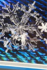 Karla Booth Macro Photography Snowflakes On Peacock Feathers Signed Art Snow COA