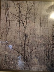 Eliot Porter Print Redbud Tree In Bottom Land Formatting’s Professional Framed